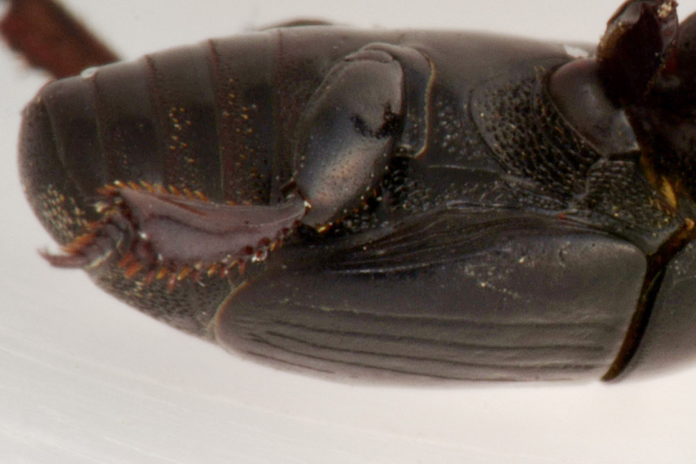 Histeridae: Margarinotus mer.darius? No, Hister lugubris